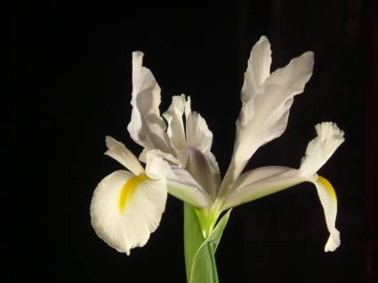 iris 2.jpg (21233 byte)